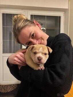 American bully pocket