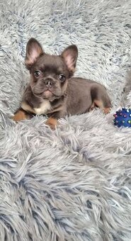 Francúzsky buldoček