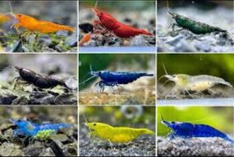 Predám krevety Neocaridina 🦐