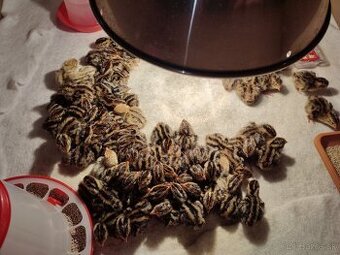 Nasadove vajíčka a konzumne