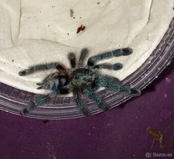 Avicularia/Caribena versicolor