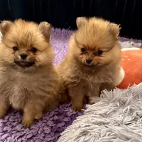 Pomeranian