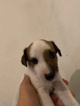 Predám šteniatko Jack russel