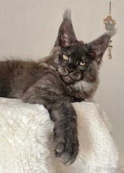 Mainská mývalia , Maine Coon , MCO s PP