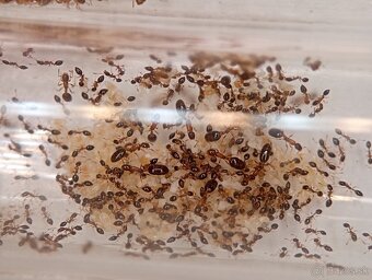Mravec květinový (Monomorium floricola)