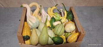 predám okrasné tekvičky