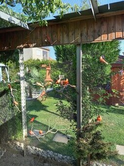 Kanáriky červené, červeno-čierne