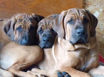 Tosa inu - nádherní pejsci k odběru