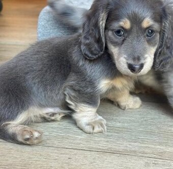 Šteniatka jazvečíka na adopciu.