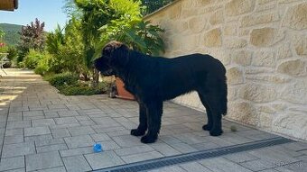 Predám novofundlandskeho psa.