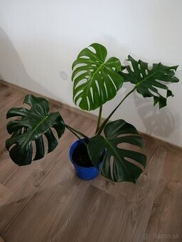 Monstera deliciosa hľadá domov
