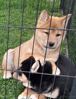 Shiba inu