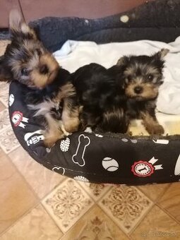 Predám yorkshirskych terierov