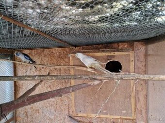 Predám Penanta bieleho rok 2018