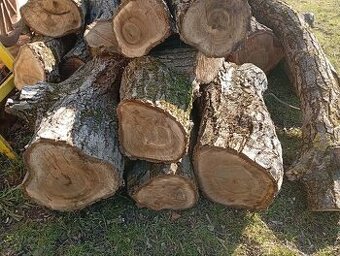ORECHOVÉ DREVO – masívne kmene a kláty
