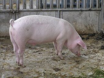 predam prasa cca 120kg