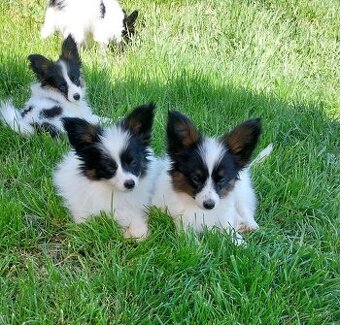 Papillon