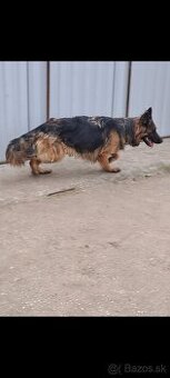 Nemecký ovčiak na predaj