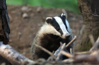 Jazvečia masť 2dcl.