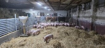 Ponúkam odstavčata cca 30-33kg