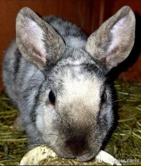 Zakrslý Králik Mini Rex Samička