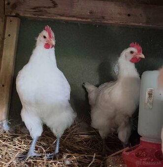 Kohúty breese gauloise a araucana