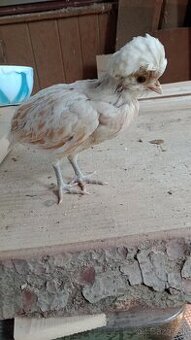 Kuriatka paduankyj v Ťavej farbe. Okrasna hydina .7tyzdnove