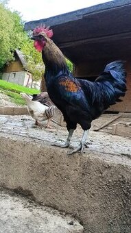 Krásny kohút 🐓