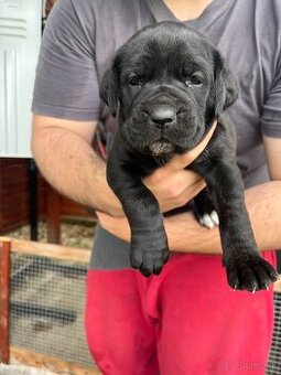 Cane Corso šteniatka bez PP