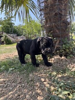 Cane Corso šteniatka bez PP