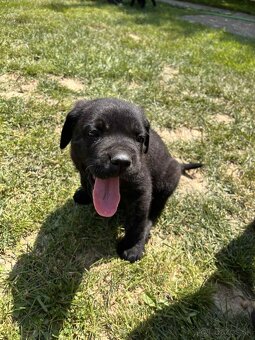 Cane Corso šteniatko bez PP