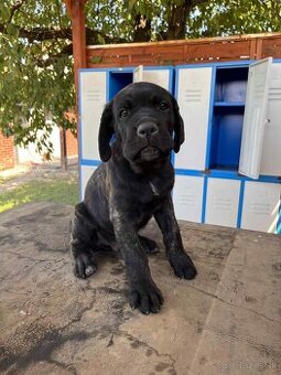 Cane Corso šteniatko bez PP