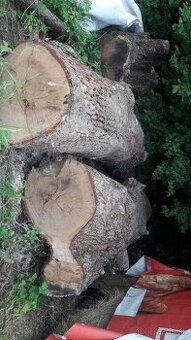 Dubová gulatina
