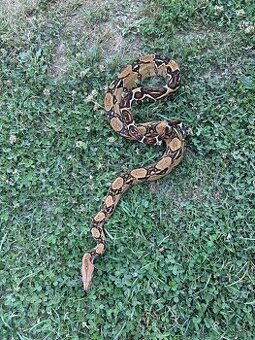 Boa constrictor/velhad kráľovsky