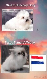 zakrsli teddy - 1