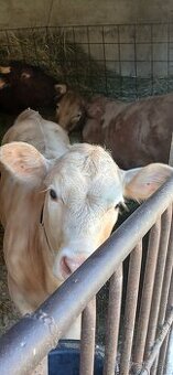 Charolais × limuzin bycka