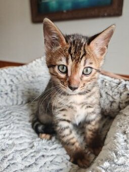 Bengálská mačka, Bengálské mačky, Bengálský kocúrik