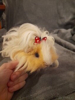 Predám morské prasiatka