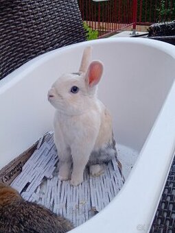 Zakrsly Kastrovany Zajacik (samcek)