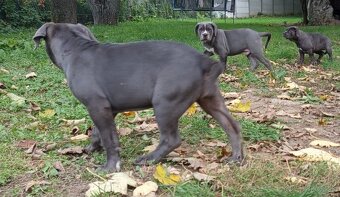 Cane Corso - 1