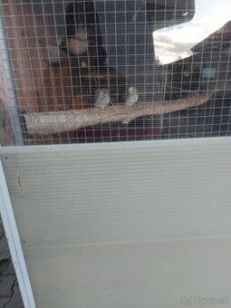 Holúbok diamantovy straka