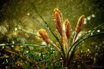 Jupiter – 8 f 2/50 ( Zeiss Sonnar)