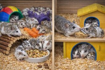 🐭 Predám mastomyši z vlastného chovu🐭