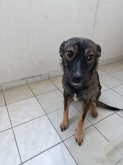 Darujem šteniatko sučku