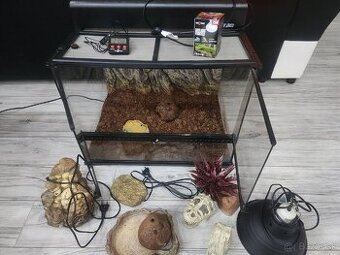 predám gekončíka +terárium
