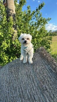 Mini maltezak