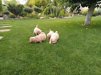 Maltipoo