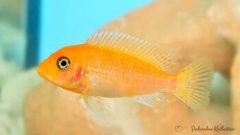 Metriaclima estherae