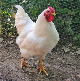 Kohút oravka biela na predaj