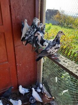 Predam postove holuby